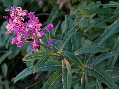Кипрей узколистный (Epilobium angustifolium), широко известен в Росии, как Иван-чай или Копорский чай — многолетнее травянистое растение семейства Кипрейные (Onagraceae) Кипрей узколистный