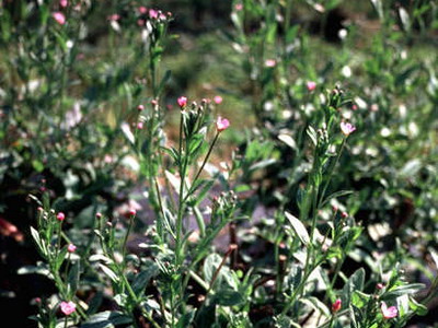 Кипрей мелкоцветковый(лат. Epilobium parviflorum). Многолетнее растение с прямыми, простыми или слегка ветвистыми, опушенными мягкими торчащими волосками стеблями высотой от 15 до 60 см. Кипрей мелкоцветковый(лат. Epilobium parviflorum).