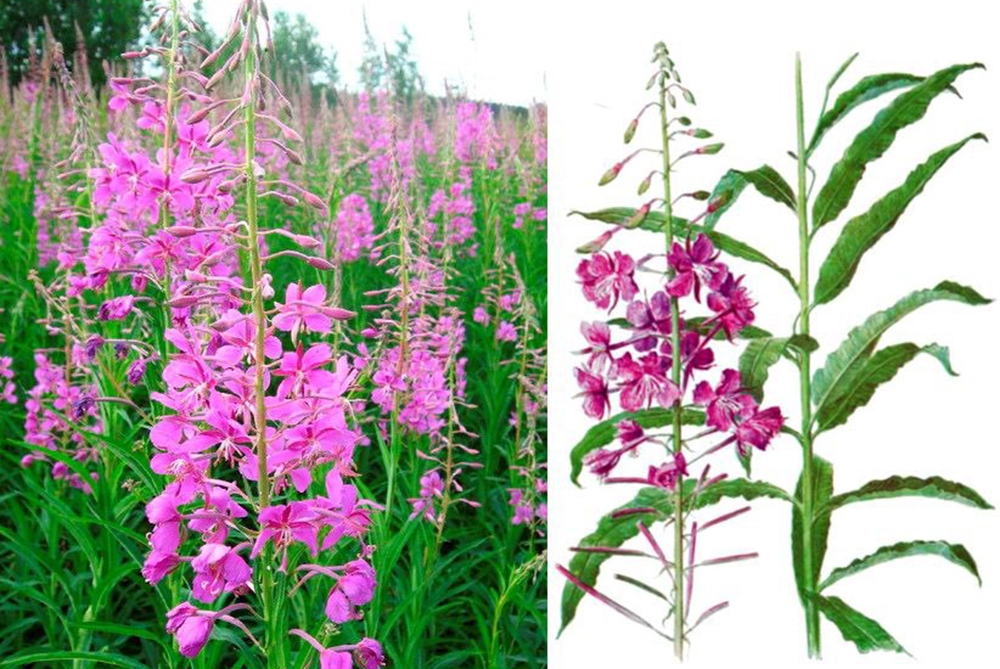 Кипрей узколистный (Epilobium angustifolium) Кипрей узколистный (Epilobium angustifolium)