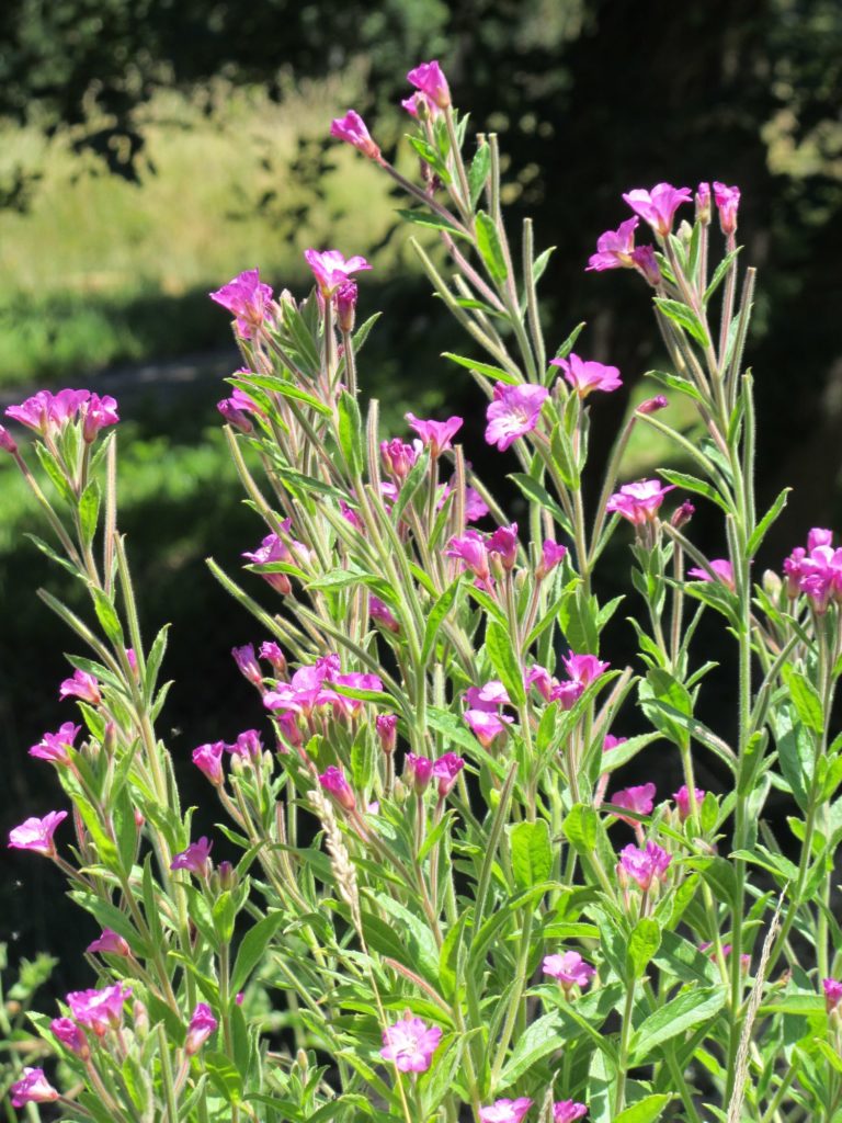 Кипрей мохнатый (Epilobium hirsutum L.) Кипрей мохнатый (Epilobium hirsutum L.)
