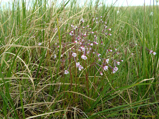 Кипрей болотный (E. palustre L.). Кипрей болотный (E. palustre L.).
