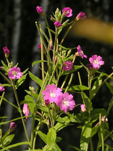 Кипрей мохнатый (Epilobium hirsutum L.) Кипрей мохнатый (Epilobium hirsutum L.)