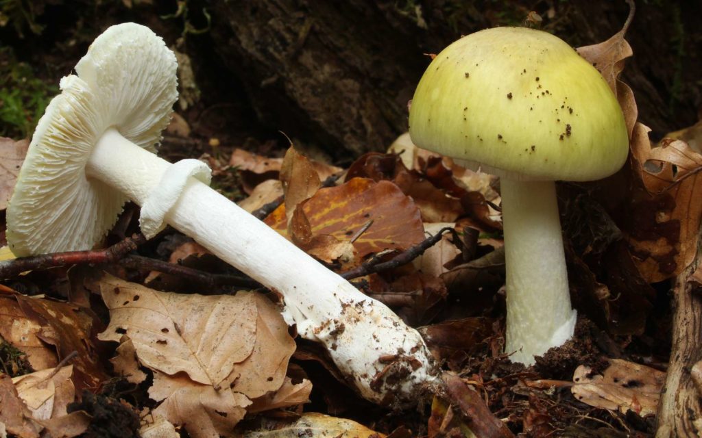 Бледная поганка, Amanita phalloides - смертельно ядовитый гриб рода мухоморов