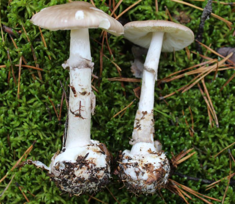 Бледная поганка, Amanita phalloides - смертельно ядовитый гриб рода мухоморов