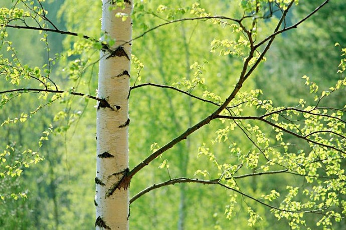 Берёза весной / ©pinterest Берёза летом