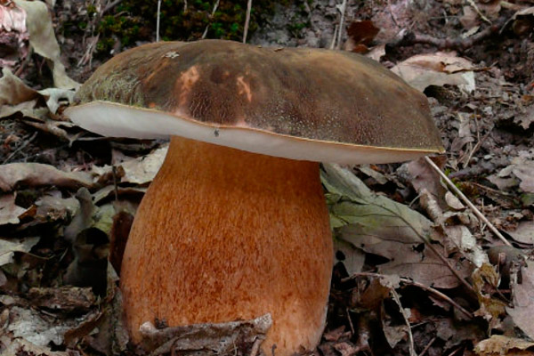 Боровик бронзовый (лат. Boletus aereus) 