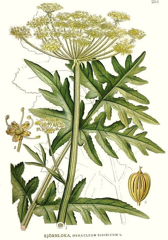 Ботаническая иллюстрация Борщевик сибирский (Heracleum sibiricum) (CC0 1.0) Ботаническая иллюстрация Борщевик сибирский (Heracleum sibiricum)