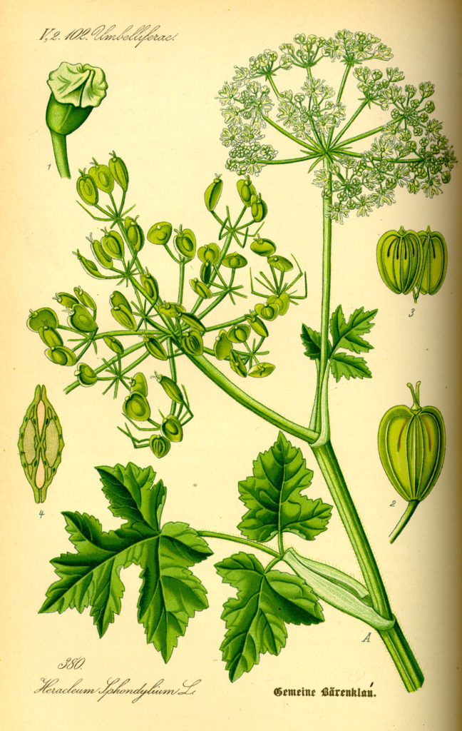 Б. обыкновенный (Heracleum sphondylium) Ботаническая иллюстрация / (CC0 1.0) Борщевик обыкновенный Heracleum sphondylium