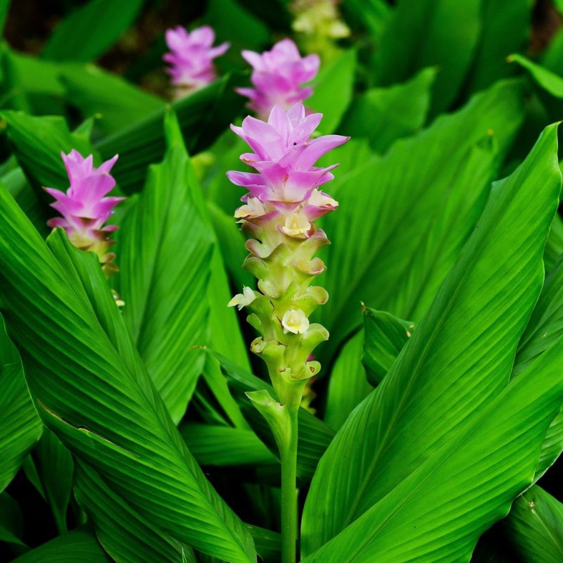 Curcuma longa / Куркума длинная