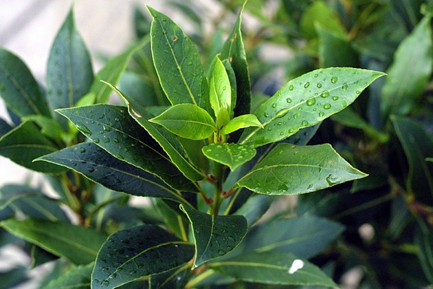 Лавр благородный (Laurus nobilis) / pinterest | ©topnaturalremedies.net Лавр благородный (Laurus nobilis)