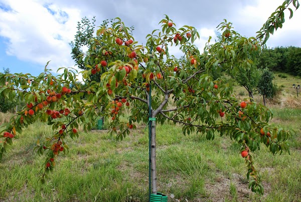 Абрикос обыкновенный Prunus armeniaca плодовое дерево / ©pinterest.com Абрикос обыкновенный Prunus armeniaca плодовое дерево