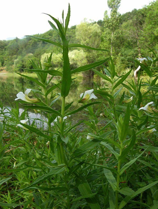  Авран лекарственный (Gratīola officinālis) 