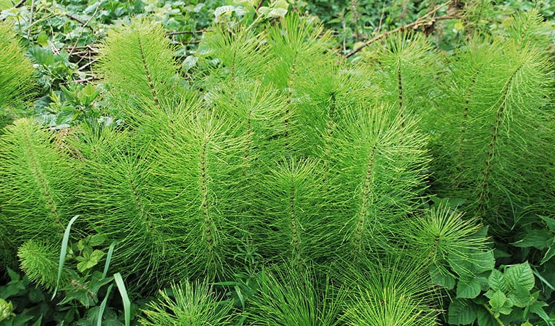 Хвощ полевой Equisetum arvense / (CC0 1.0) Хвощ полевой Equisetum arvense