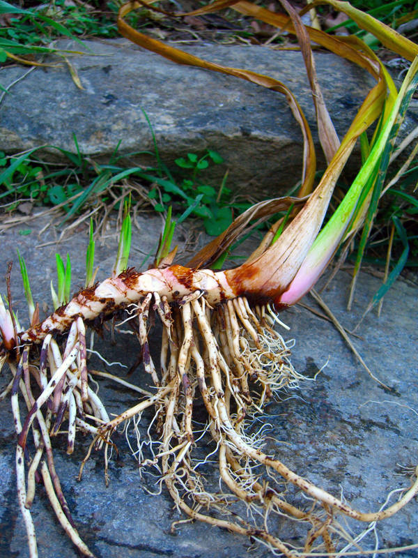  Аир корень ( Аcorus calamus)  