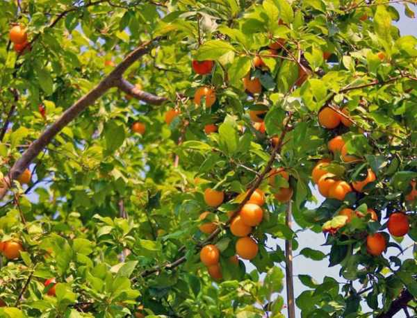 Абрикос сибирский (Prunus sibirica)
