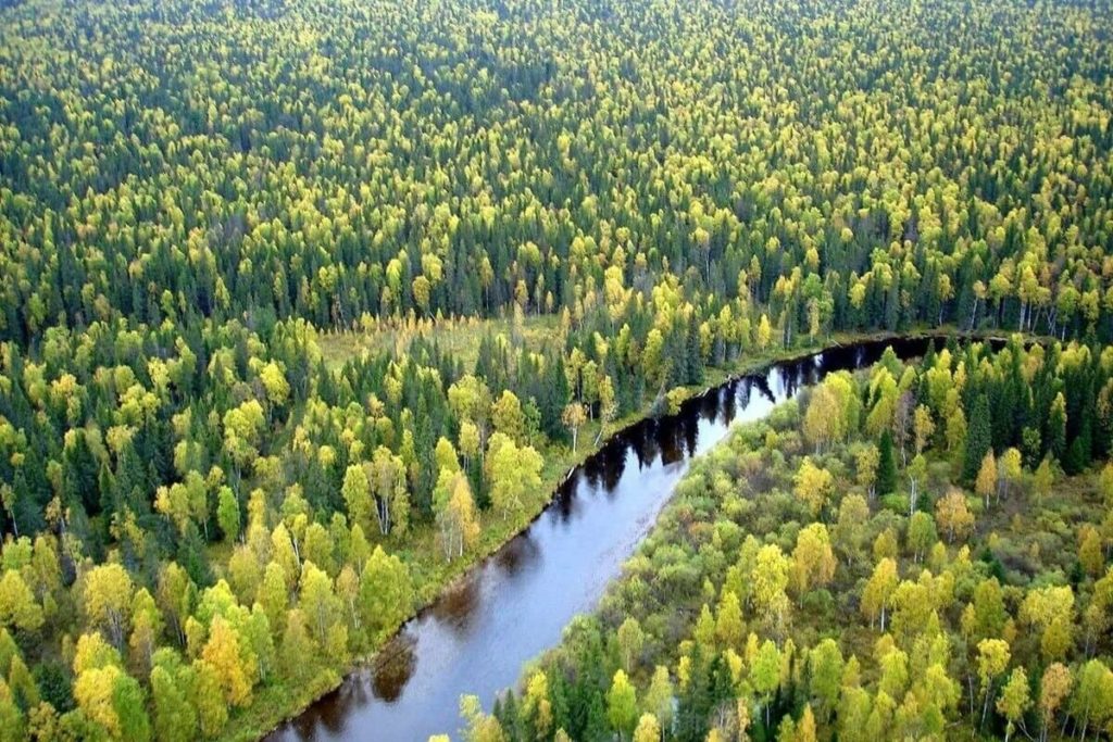 Лесные ресурсы Лесные ресурсы