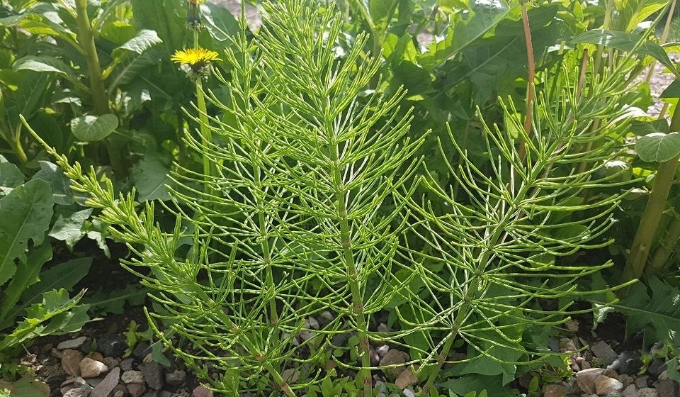 Полевой хвощ Equisetum arvense / ©dreamstime Хвощ полевой