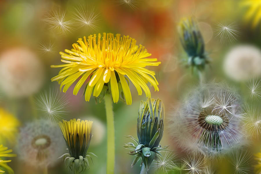 Одуванчик (Taraxacum) / ©pinterest Одуванчик ( Tragopogon pratense L )