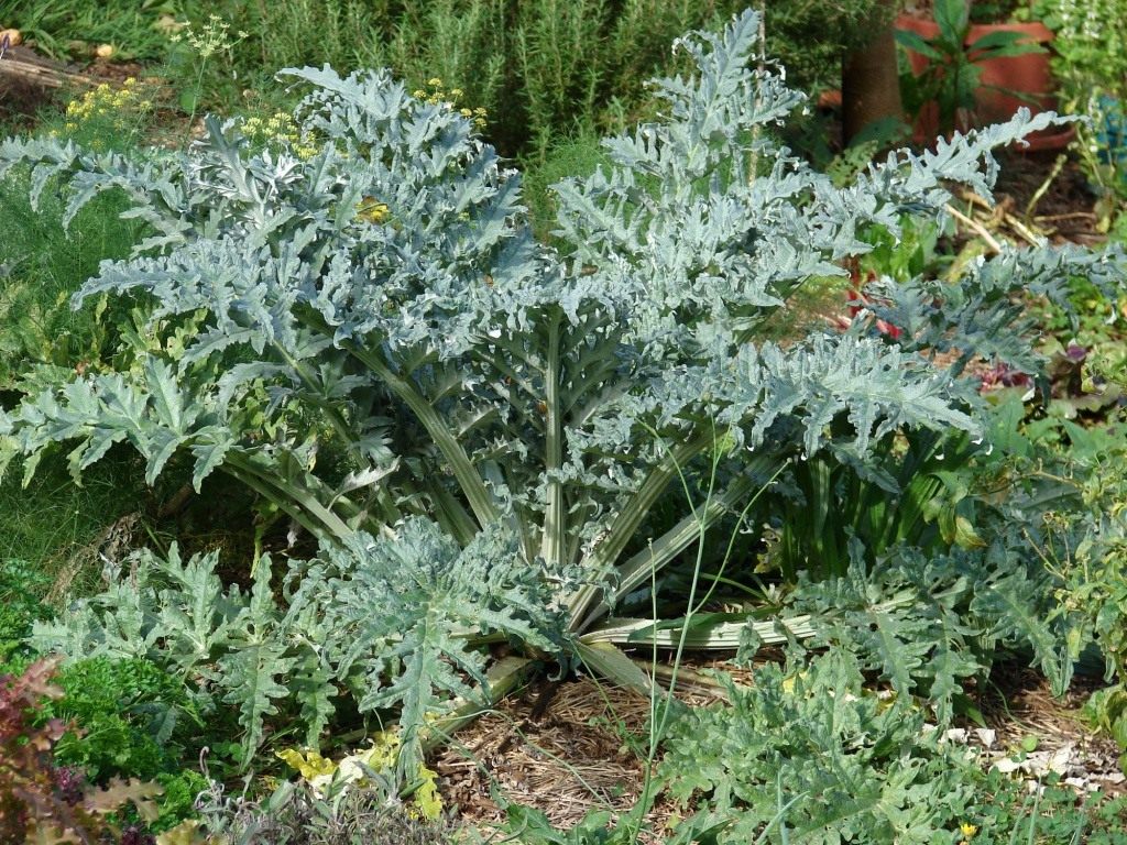 Артишок куст / ©tudosobreplantas.com Артишок куст