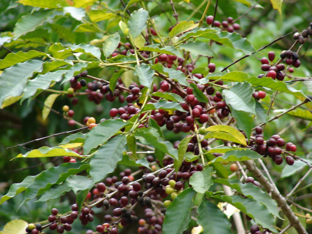 Кофе arabica
