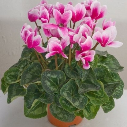 Цикламен / Cyclamen purpurascens