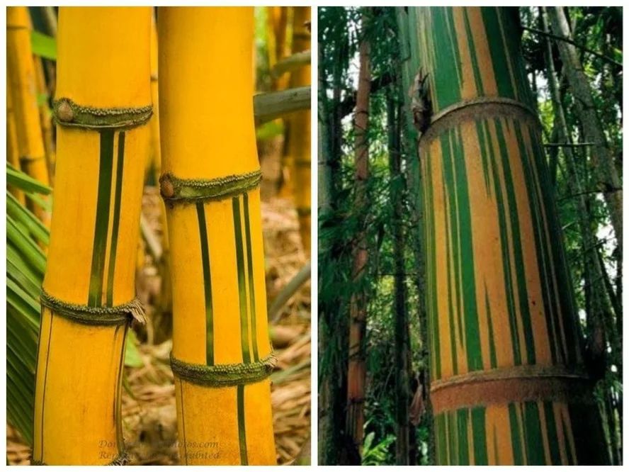 Полосатый бамбук Phyllostachys aureosulcata 'Spectabilis'