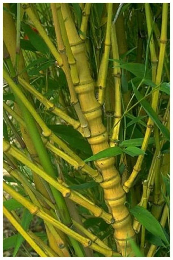  Бамбук со множеством ответвлений Phyllostachys aurea 'Holochrysa'