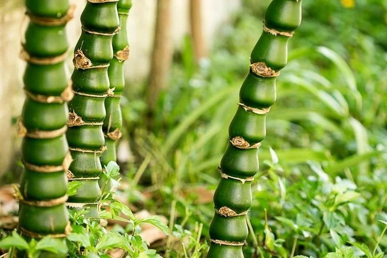 &nbsp;Бамбук вздутый (Bambusa ventricosa)