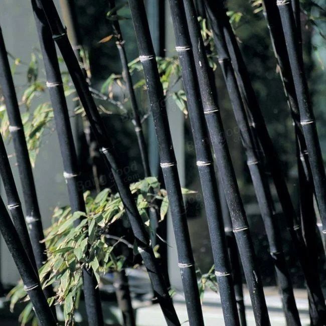 Бамбук бывает черного цвета - сорт Phyllostachys Nigra