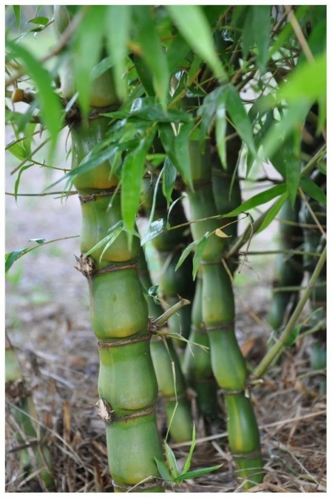 &nbsp;Бамбук вздутый (Bambusa ventricosa)
