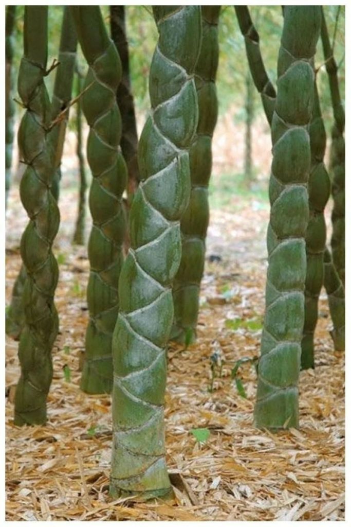Phyllostachys edulis, бамбук Мозо или бамбуковый панцирь черепахи, или Мао Чжу, или Листокостник съедобный