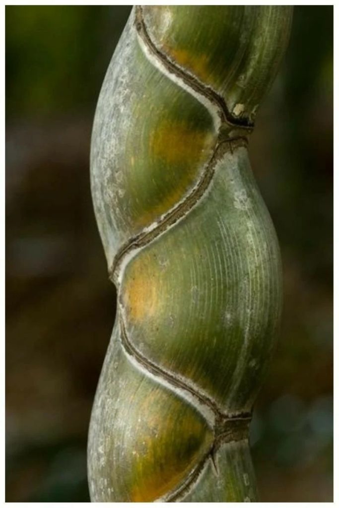 Phyllostachys edulis, бамбук Мозо или бамбуковый панцирь черепахи, или Мао Чжу, или Листокостник съедобный