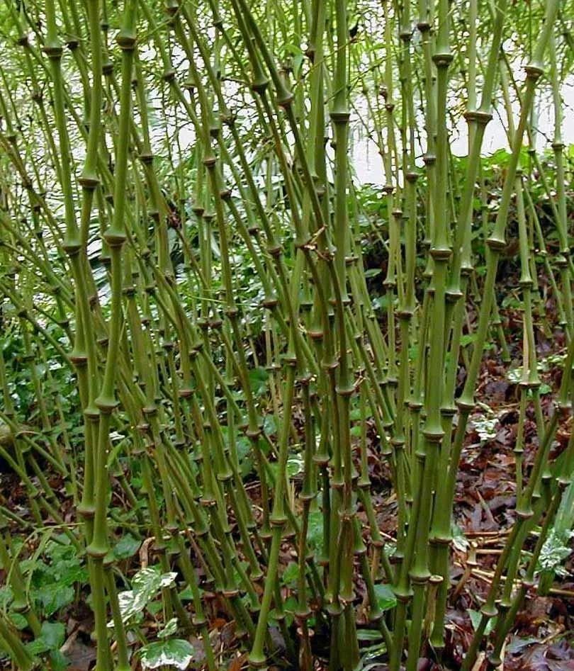 Qiongzhuea tumidissinoda "Китайская трость"