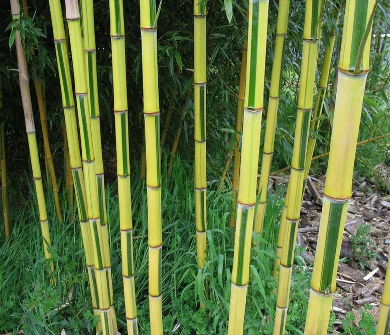 Полосатый бамбук Phyllostachys aureosulcata 'Spectabilis'