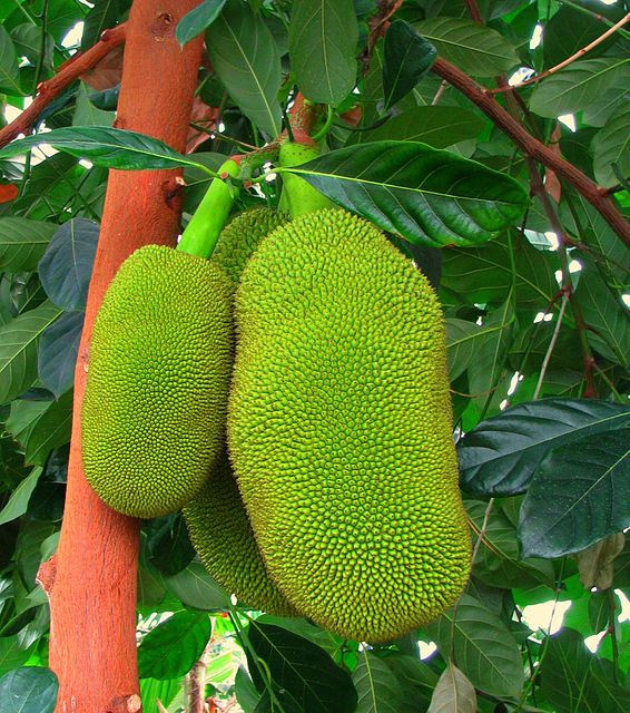 Artocarpus heterophyllus - джекфрут