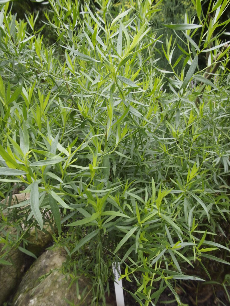 Полынь эстрагонная / Estragon Artemisia dracunculus 