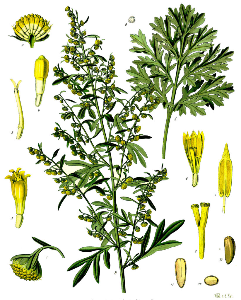 Полынь горькая (лат. Artem&iacute;sia abs&iacute;nthium)  ботанический лист 