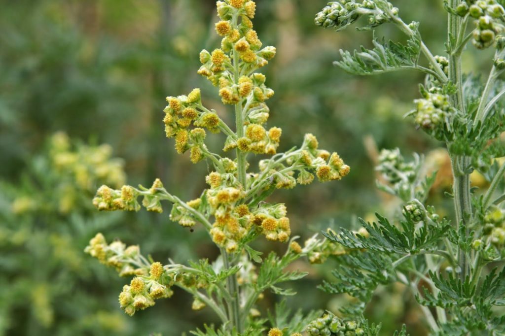 Полынь горькая (Artem&iacute;sia abs&iacute;nthium).