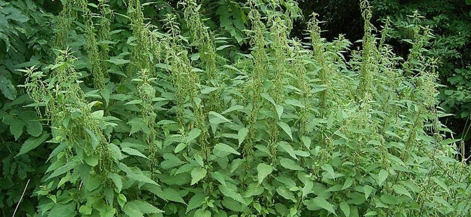Крапива двудомная / Заросли / ©Urtica dioica Крапива двудомная / Заросли