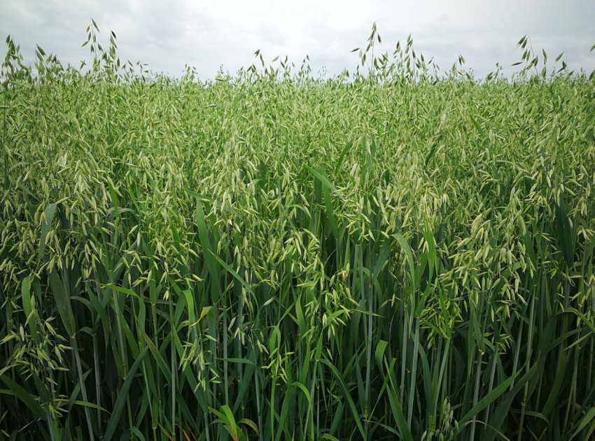 Овёс посевной (Avena sativa) / ©pinterest Овёс посевной (Avena sativa)
