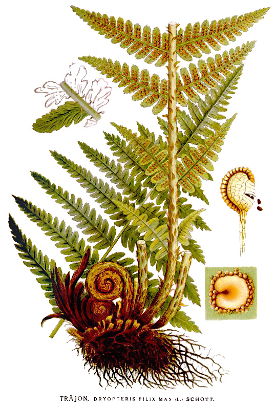 Щитовник мужской, или Папоротник мужской (лат. Dry&oacute;pteris f&iacute;lix-mas) ботанический лист