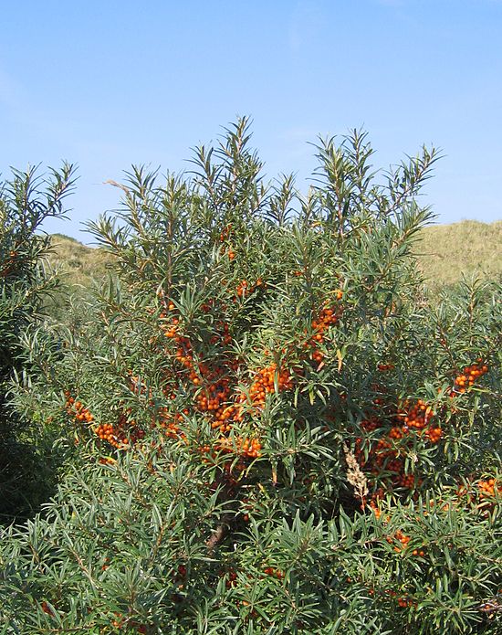 Hippophae / ©Svdmolen wikimedia Облепиха (лат. Hippophae)