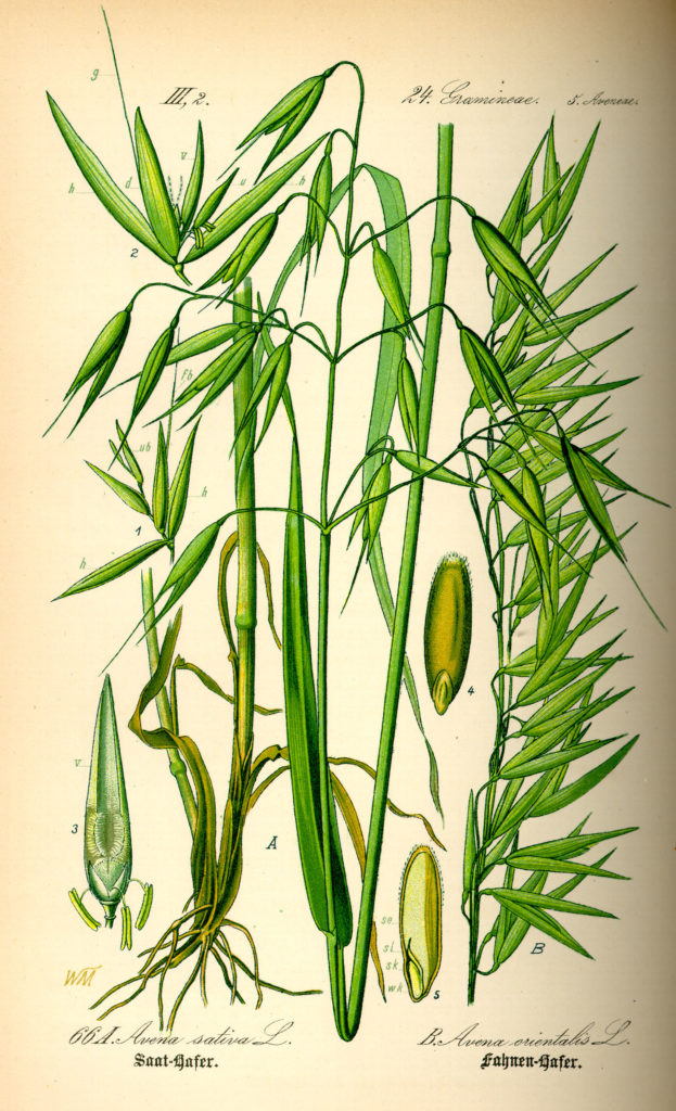 Овёс посевной (Avena sativa) ботанический лист / (CC0 1.0) Овёс посевной (Avena sativa) ботанический лист
