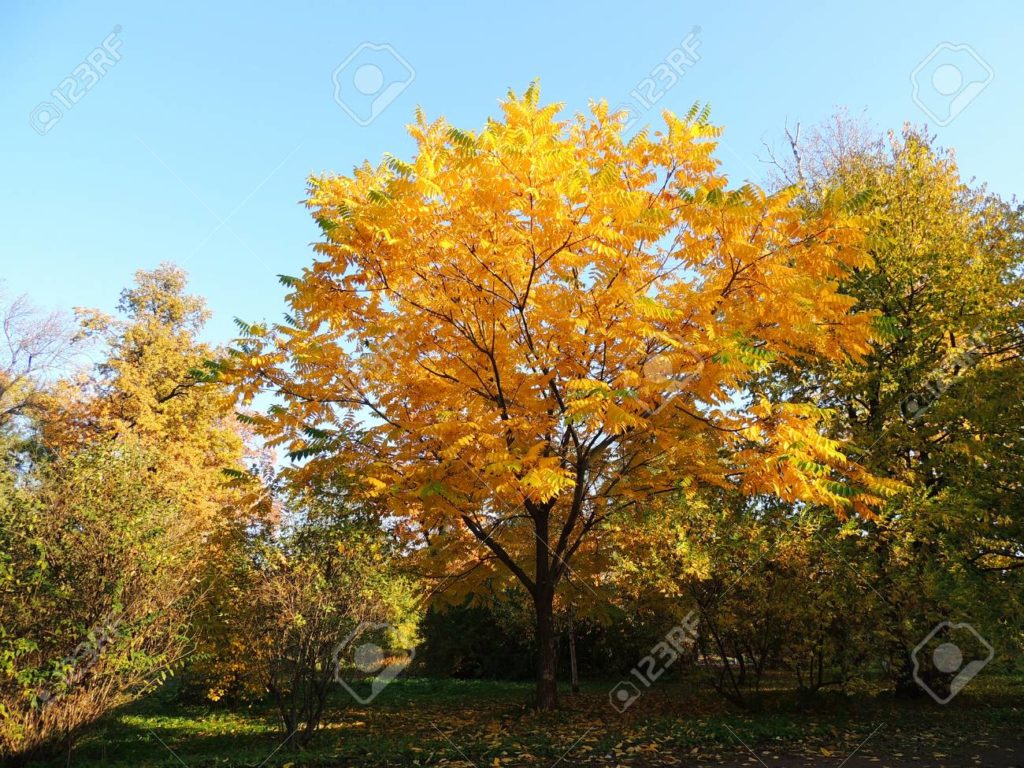 Орех маньчжурский 114341665 nogal manchu juglans mandshurica follaje en otono 1024x768 - Орех маньчжурский