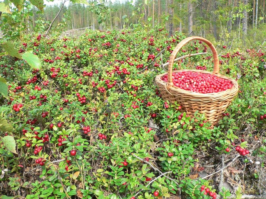   Брусника в лесу 