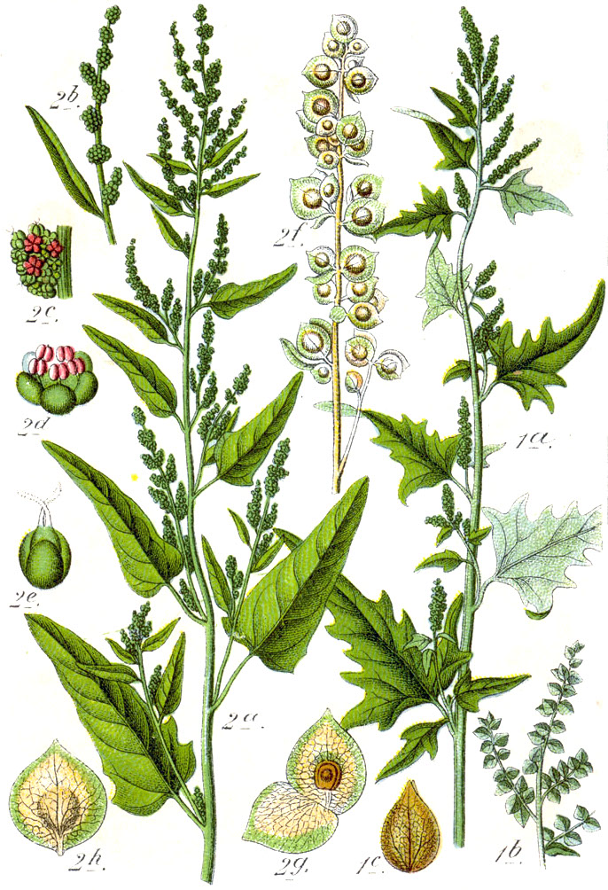 Лебеда (лат.Atriplex) &mdash; род двудольных растений семейства Амарантовые (Amaranthaceae).