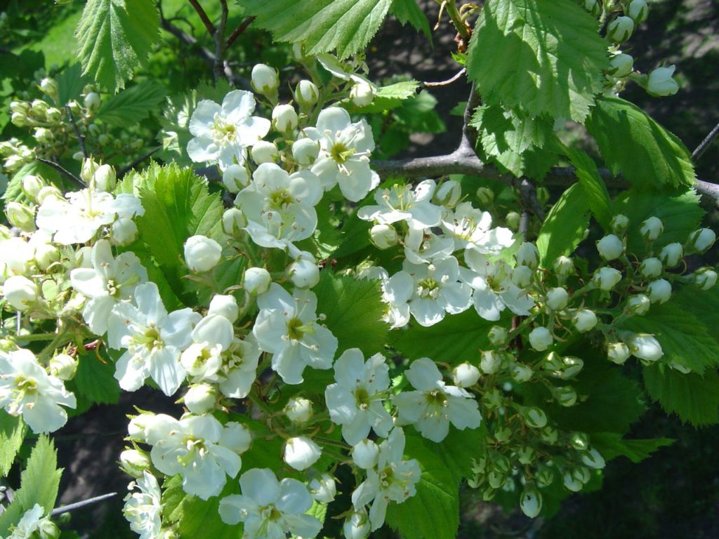 Цветение Боярышника мягковатого Crataegus submollis / цветы / (CC0 1.0) Боярышник мягковатый Crataegus submollis