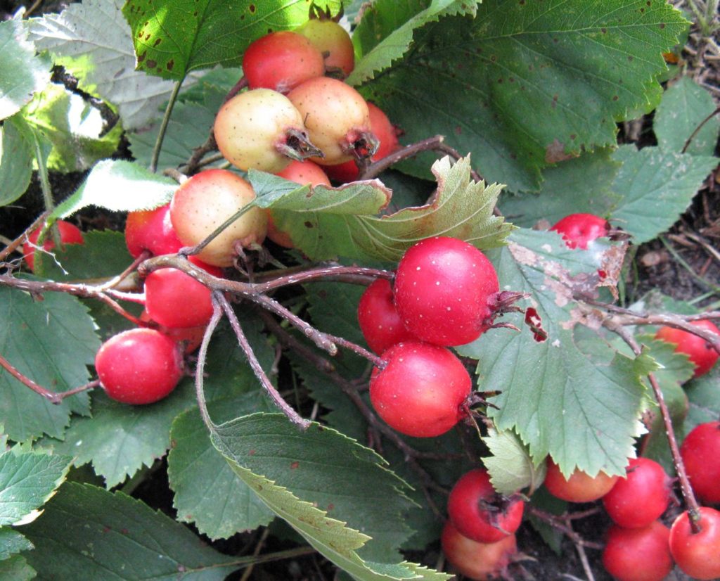 Зрелые плоды Боярышника мягковатого Crataegus submollis / плоды / (CC0 1.0) Боярышник мягковатый Crataegus submollis