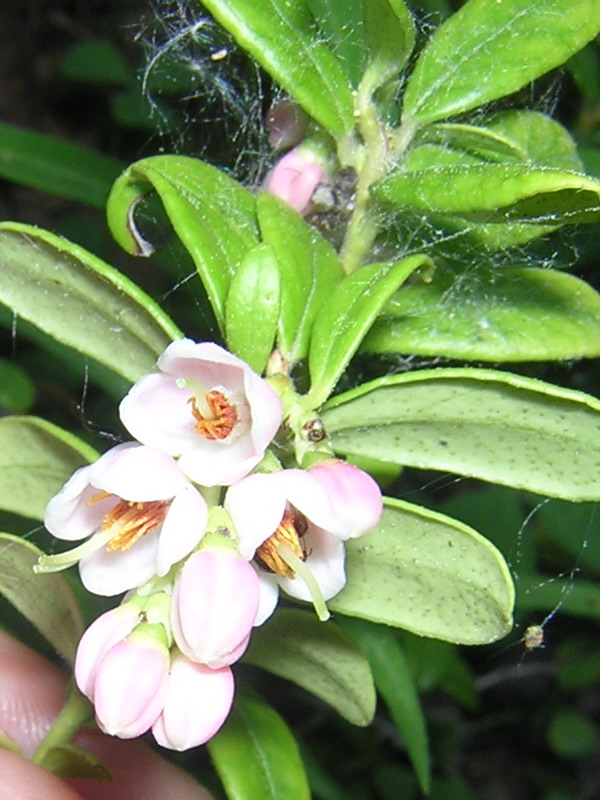 Брусника. Vaccinium_vitis-idaea_flowers / цветки брусники 