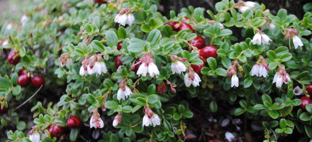 Брусника (лат. Vaccinium vitis-idaea) &mdash; вечнозелёный кустарничек